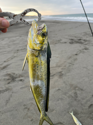 マヒマヒの釣果