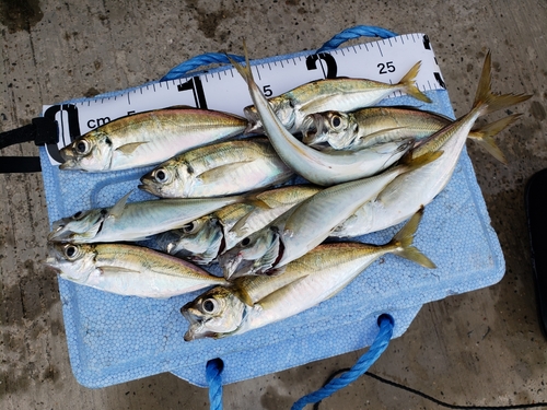 アジの釣果