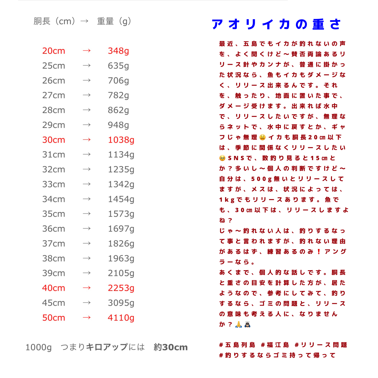 アオリイカ