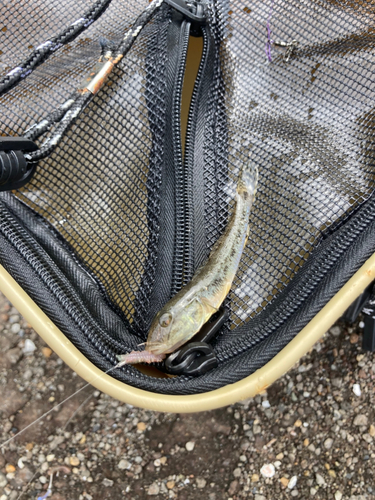 マハゼの釣果