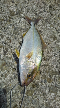 シオの釣果