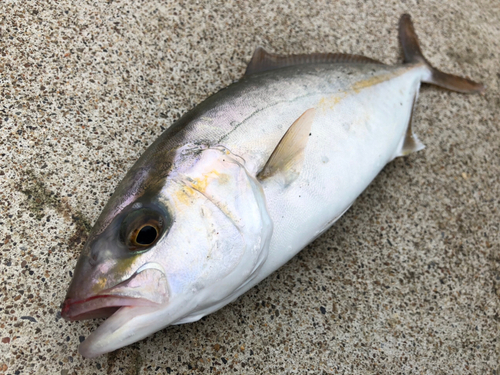 ショゴの釣果