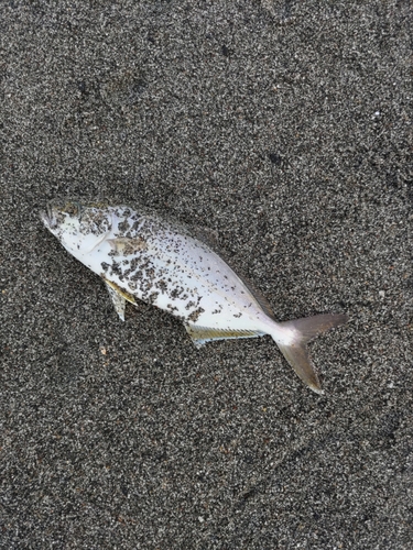 ショゴの釣果