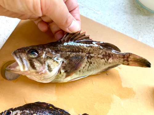 クロソイの釣果