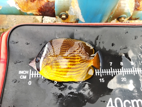 チョウチョウウオの釣果