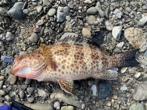 オオモンハタの釣果