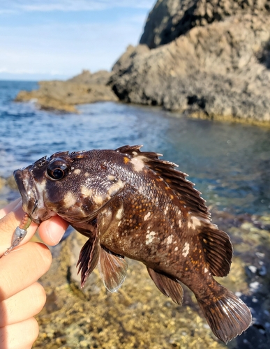 ハチガラの釣果