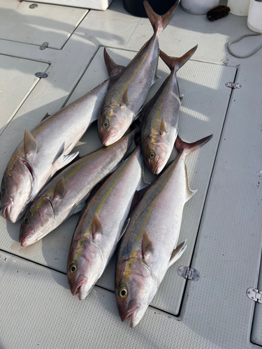 カンパチの釣果