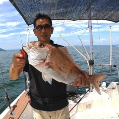 マダイの釣果