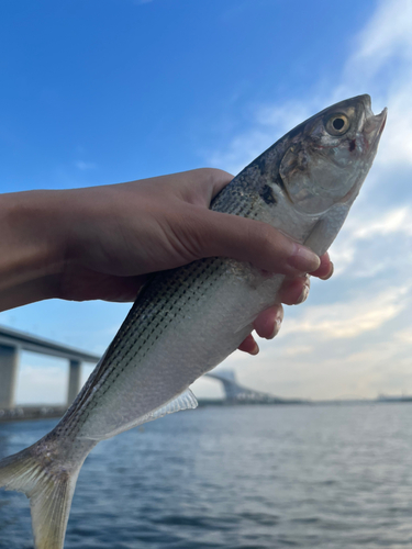 コノシロの釣果