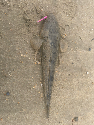 マゴチの釣果