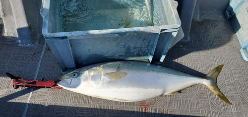 ハマチの釣果