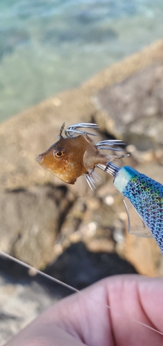 カワハギの釣果