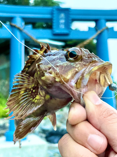 カサゴの釣果