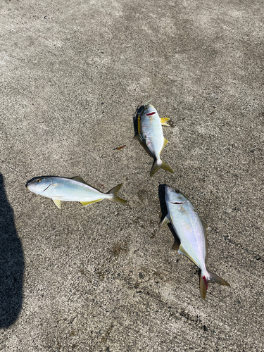 シオの釣果