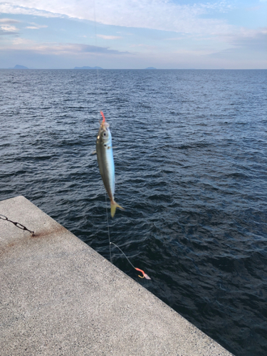 マアジの釣果