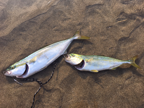 ワカシの釣果