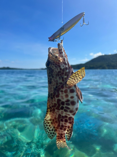 イシミーバイの釣果