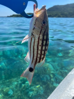 アミメフエダイの釣果