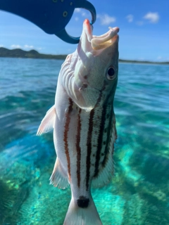 アミメフエダイの釣果