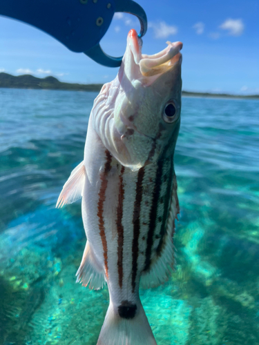 アミメフエダイの釣果