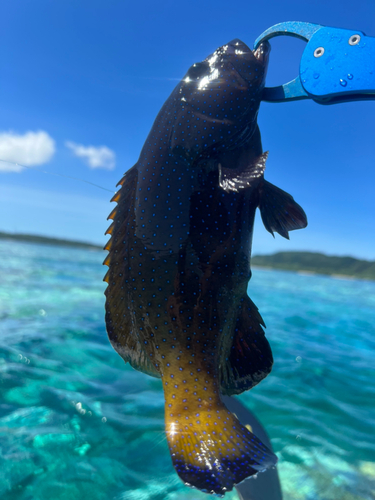 アオノメハタの釣果