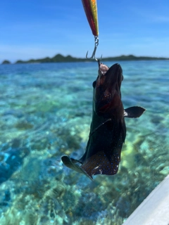 アオノメハタの釣果