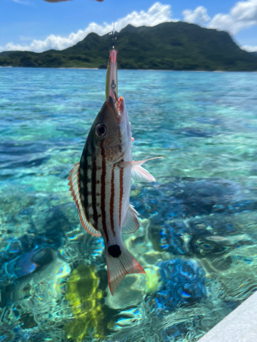 アミメフエダイの釣果