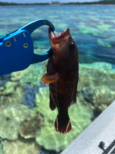 ニジハタの釣果