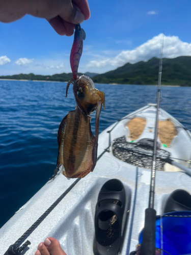 ニジハタの釣果