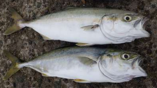 ツバスの釣果