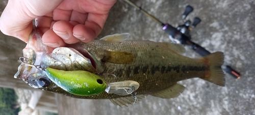 ブラックバスの釣果