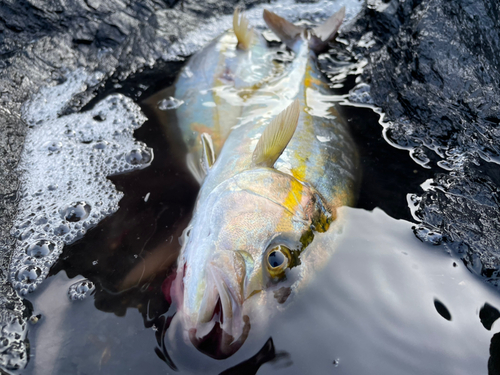 カンパチの釣果