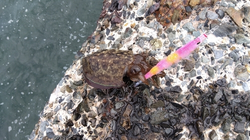 コウイカの釣果