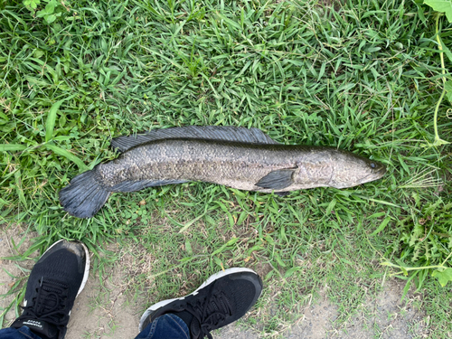 カムルチーの釣果