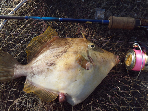 カワハギの釣果