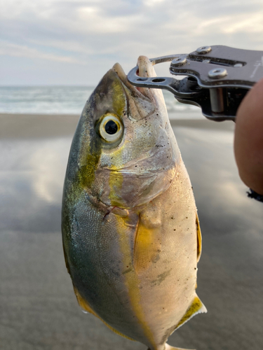 ワカシの釣果