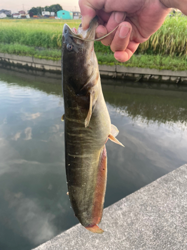 ナマズの釣果