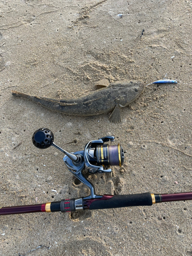 マゴチの釣果