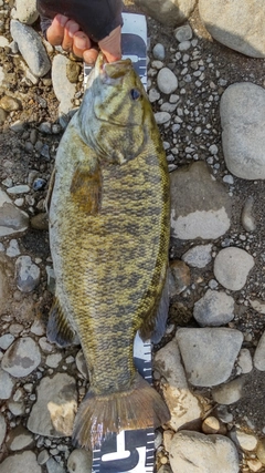 スモールマウスバスの釣果