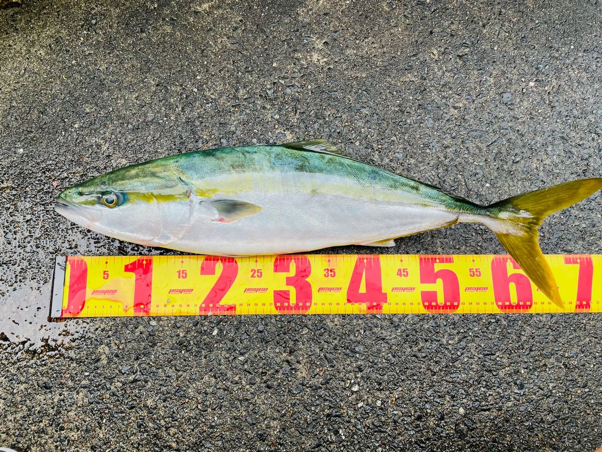 あや🐟さんの釣果 3枚目の画像