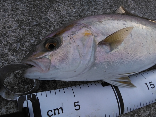 ショゴの釣果