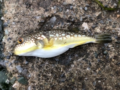 コモンフグの釣果