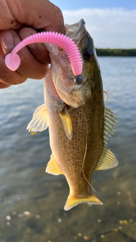 ラージマウスバスの釣果