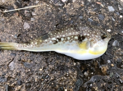 ショウサイフグの釣果