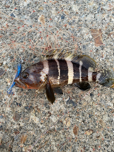 アオハタの釣果