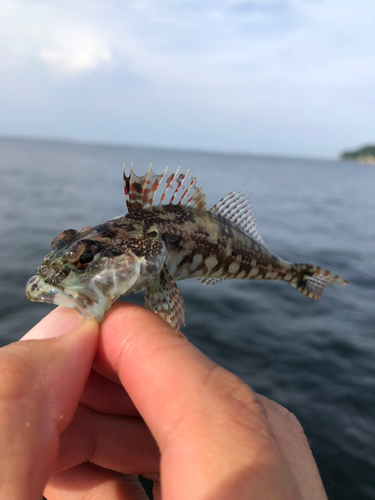 アナハゼの釣果