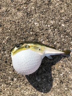 シロサバフグの釣果