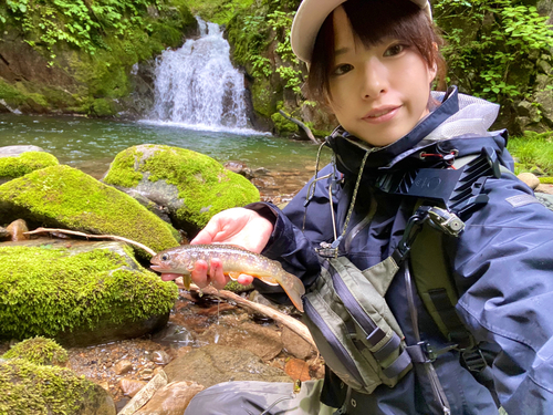 イワナの釣果