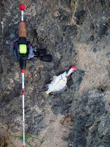 ミナミクロダイの釣果